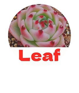 DM販売用