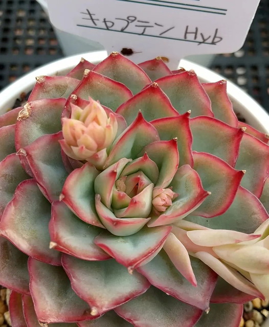 WEB注文｜多肉植物のお店 Leaf｜岡山県津山市の多肉植物専門店 多肉