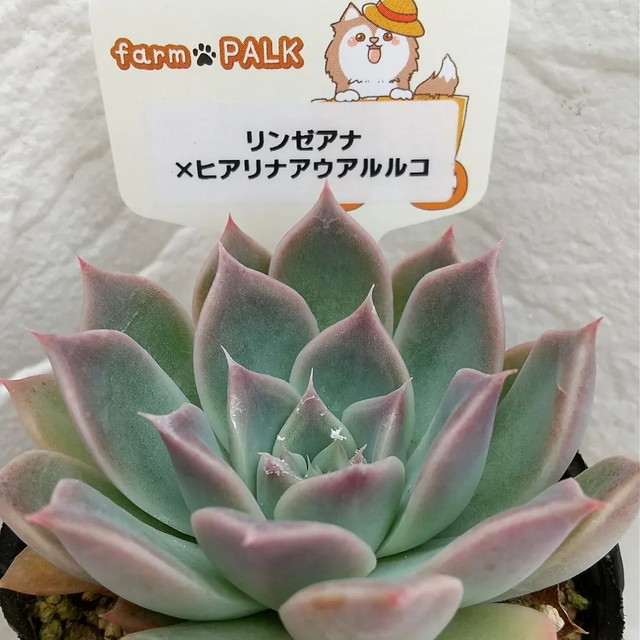 サボテン 寄せ植え テスト